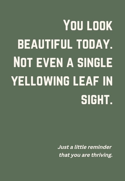 You look beautiful today. Not even a single yellowing leaf in sight. Just a little reminder that you are thriving.
